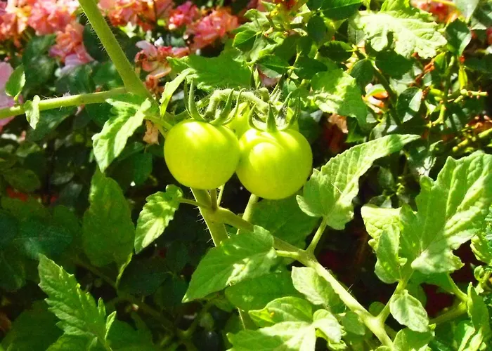 Ξενοδοχείο Emre's Stone House 2*